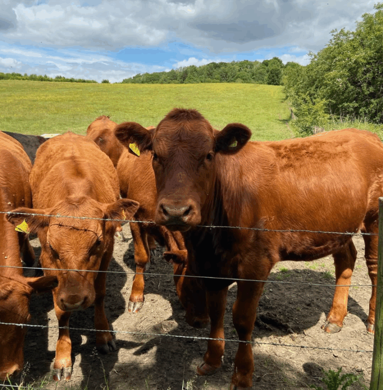 screenshot 2025 07 13 182234